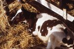 Calf Rests in Enclosure by Richard Hoffman