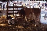 Cow and Calf in Tent at Festival by Richard Hoffman