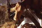 Cow and Calf in Tent at Festival by Richard Hoffman
