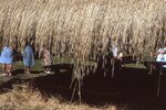 Thatched Roof by Richard Hoffman
