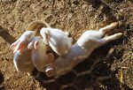 Rabbits by Richard Hoffman