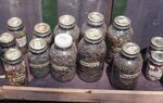 Herbs For Sale by Richard Hoffman