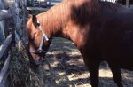 Horse by Richard Hoffman