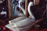 Wood Carvings For Sale by Richard Hoffman
