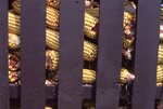 Corn by Richard Hoffman