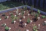 Herb Garden Demonstration by Richard Hoffman