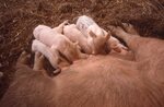 Suckling Piglets by Richard Hoffman