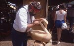Man Carves Wooden Swan on Festival grounds. by Richard Hoffman