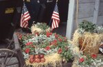 Decorative Plant Display by Richard Hoffman