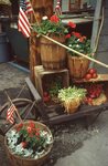 Decorative Plant Display by Richard Hoffman