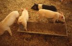 Piglets by Richard Hoffman