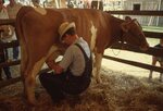 Man Milks Cow in Pen on Festival Grounds. by Richard Hoffman
