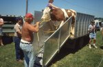 Man Leads Cow Out of Trailer in Festival Lot by Richard Hoffman