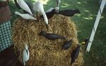 Carved Wooden Birds by Richard Hoffman