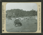 Cows in Rocky Pasture, Mass. by Kutztown University of Pennsylvania and Keystone View Company