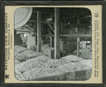 Cut Rags after Removing from Washing Room, Paper Mills, Holyoke, Mass. by Kutztown University of Pennsylvania and Keystone View Company