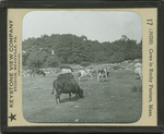 Cows in Rocky Pasture, Mass. by Keystone View Company