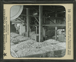 Cut Rags after Removing from Washing Room, Paper Mills, Holyoke, Mass. by Keystone View Company