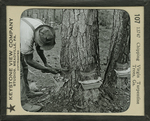 Chipping Virgin Turpentine Trees, Ga. by Keystone View Company