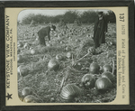 Field of Pumpkins and Corn in the Shock, Indiana. by Keystone View Company