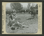 Cowboy and Horse Holding a Roped Cow, Kansas. by Keystone View Company