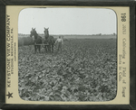 Cultivating a Field of Sugar Beets in Colo. by Keystone View Company