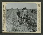 Cultivating a Field of Egyptian Long Staple Cotton, near Phoenix, Ariz. by Keystone View Company
