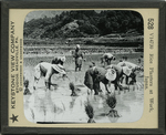Rice Planters at Work, Japan.