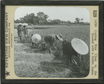Cutting Rice Close to the Ground with a Sickle, Japan. by Keystone View Company