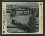 Drying Sardines on the Beach, Beppu, Japan. by Keystone View Company