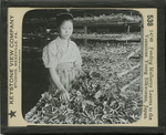 Feeding Mulberry Leaves to the Voracious Young Silkworms, Japan. by Keystone View Company