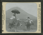 Cattle Used as Pack Animals and for Riding-Mayon in the Background, Island of Luzon, P. I.