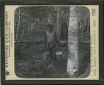 Collecting Latex, Rubber Plantation, Basilan Is., P. I. by Keystone View Company