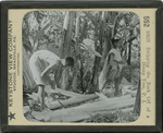 Stripping the Bark Off of a Hemp Tree, P. I. [Phillipine Islands]