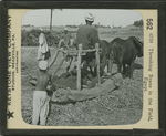 Threshing Beans in the Field, Egypt.