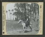 A Native Nobleman on His Horse, Sakkara, Egypt. by Keystone View Company
