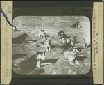 Constantinople Dogs by B. P. MURRAY, Washington D.C.