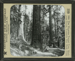The Wawona Tunnel Tree, Mariposa Grove, Yosemite Nat. Park, Calif.