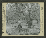 Harvesting Almonds, San Joaquin Co., Calif.