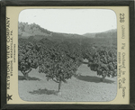 Fig Orchard in the Sacramento Valley, Calif.