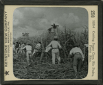 Cutting Sugar Cane, Rio Pedro, Porto Rico. by Keystone View Company