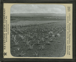 Pineapple Plantation, First and Second Years' Growth, near Honolulu.