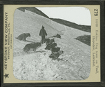 Eskimo Dog team on Trail, Hopedale, Labrador.