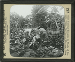 Cutting Tobacco in Shade of Banana Trees, Province of Havana, Cuba. by Keystone View Company