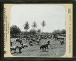 A Cattle Ranch in Jamaica. by Keystone View Company