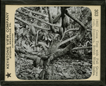 Cocoa Tree with Full Grown Pods, Dominica, British West Indies. by Keystone View Company