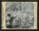 Coffee Pickers at Work, Guadeloupe. by Keystone View Company