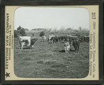 Argentina's Famous Cattle on Range, La Plata, Argentina. by Keystone View Company