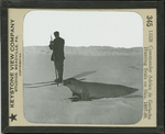 Commander Adrien de Gerlache Hunting Seals on Skis, 1897-99. by Keystone View Company