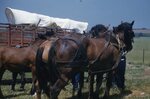 "Folk Festival: Conestoga Wagon Horses" by Lillian Walters and William Walters
